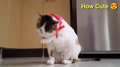 Video of funny cat 😅 | cute cat baby