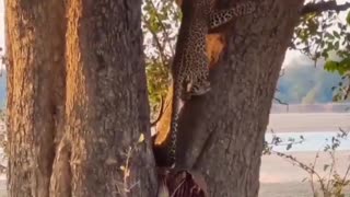 Hyena Steals Prey From Leopard.