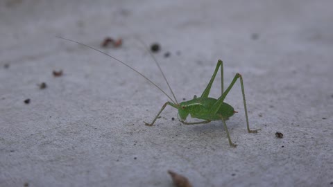 Cricket Insect Nature Animal Wildlife Green 4k