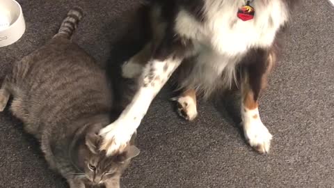 Smart dog points out exactly where his cat buddy is