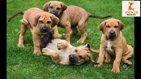 All information about Fila Brasileiro Brazilian Mastiff Dogs Queriesshort & informative 🐕🦺🦮