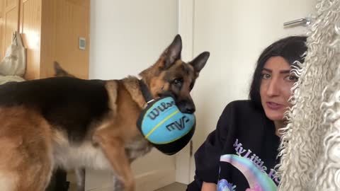 DOG TRAINING #35 : shepherd just wants to kiss and play!