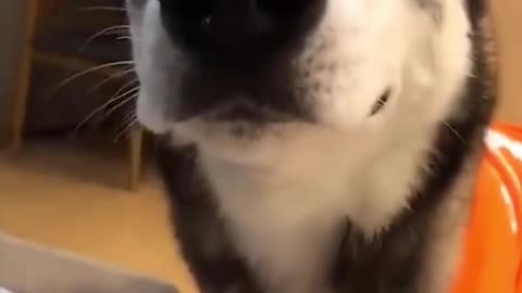 Cute Funny Dog