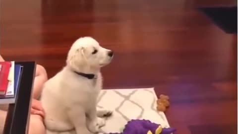 Super Cute Dog Cute and Funny Dog Video