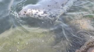 Amazing close encounter with a seal