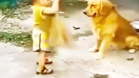 Dog and little boy fight so funny video