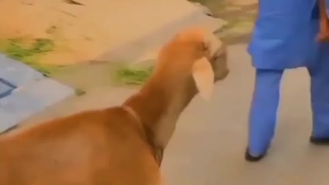 Guys animals funny video 😂😂😂😂