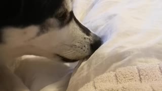 Dog Cleaning Her Teeth