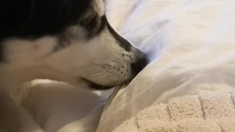 Dog Cleaning Her Teeth