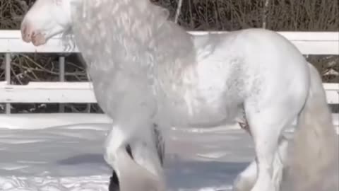 Horse SOO Cute! Cute And funny horse Videos Compilation cute moment #23