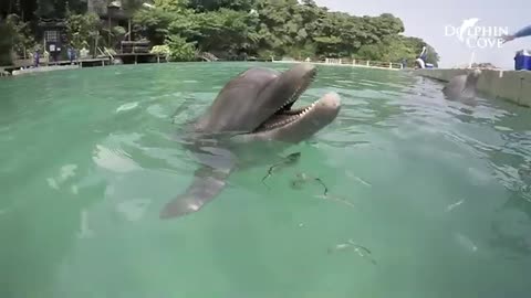 Dolphin Cove Ocho Rios- Dolphin Experience in Jamaica_Cut