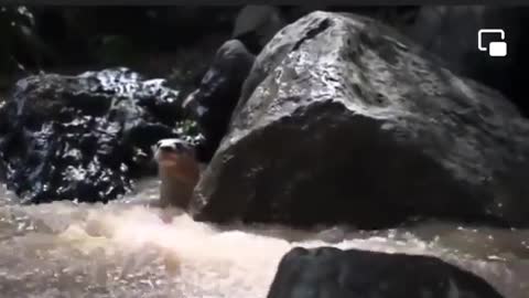 Video: Las nutrias volvieron al Río Fonce, en Santander