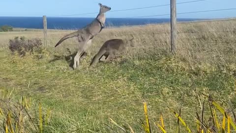 Kangaroo Clique on Cliff