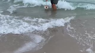 Pomeranian Puppy Swimming At The Beach