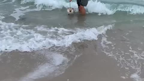 Pomeranian Puppy Swimming At The Beach