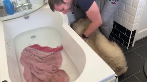 How to make a Giant Sulking Dog love Bath Time! (Cutest Doggo!!)