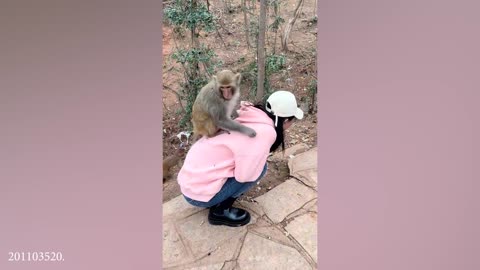Can't Stop Laughing! The Funniest Monkey Compilation Ever! 🐵
