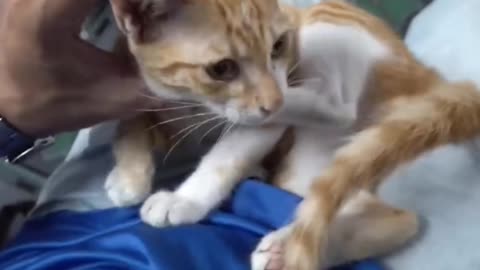 Cat reaction when we touch