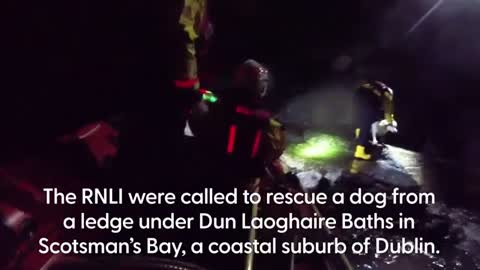 Lucky Labrador rescued from rocky sea ledge in Dublin
