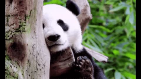 In 30 Seconds Adorable Baby Pandas Who Are Very Sleepy Brighten Your Day!