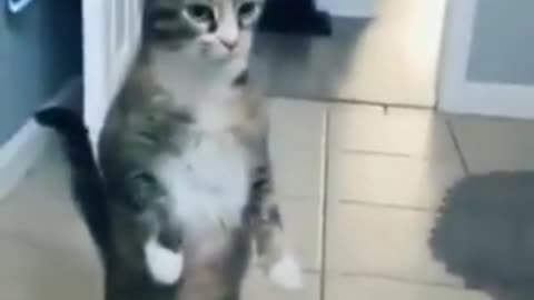 Cat standing on two legs 😂