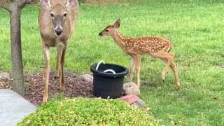 Mama Deer Introduces Her Babies