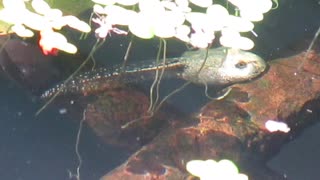 Albino Tadpole