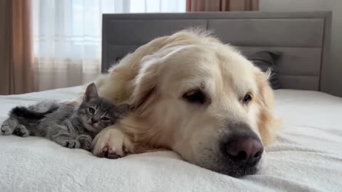 When golden retriever meets kitten for the first time ❤️