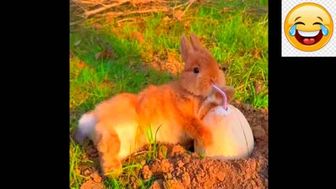 Embark on a Cuteness Adventure | Baby Animals' Ultimate Compilation of Moments - Cutest Animals