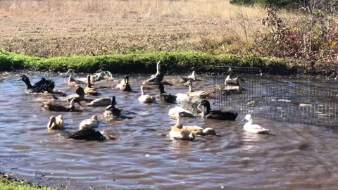 The ducks love their full ponds