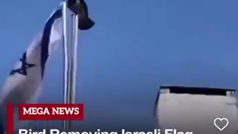 Even birds don't like it - Bird ripping Israeli Flag