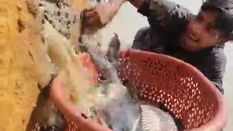 Amazing Hand Fishing Video River Dry Deep Hole Big Fishing By Hand #fish #video