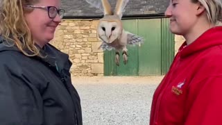 Barn Owl Flies Between Two People