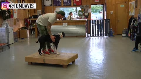 How to Train ANY DOG the basics- Dog Training foundation