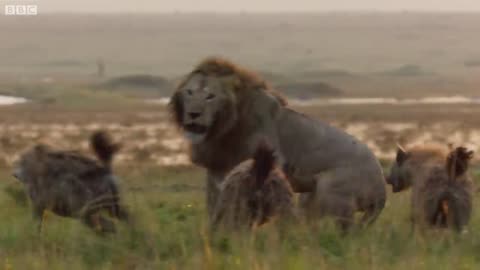 Lion Trapped by Clan of Hyenas _ Dynasties _ BBC Earth