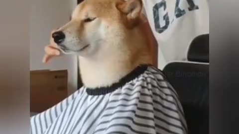 Dog hair cutting 🤣🤣