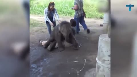 Top 60 Most Funny And Cute Baby Elephant Videos Compilation