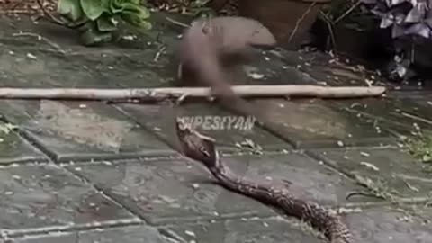 Snake fighting