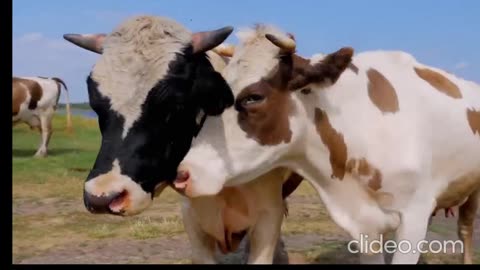 Cow Video 🐮🐄 Cows Mooing And Grazing In a Field 🐄🐮