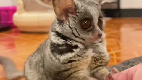 Bushbaby girl