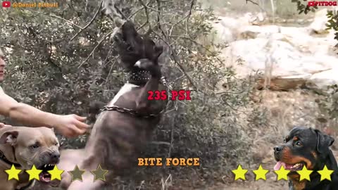 Pitbull Vs Rottweiler Comparison | Rottweiler vs Pitbull - PITBULLDOG