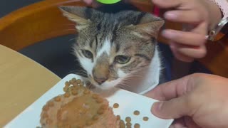 Birthday Cat Gets Cake to the Face