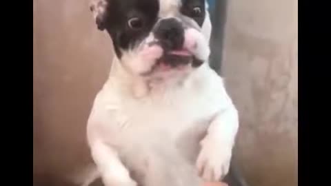 Try not to laugh/ funny and cute French bulldog compilation
