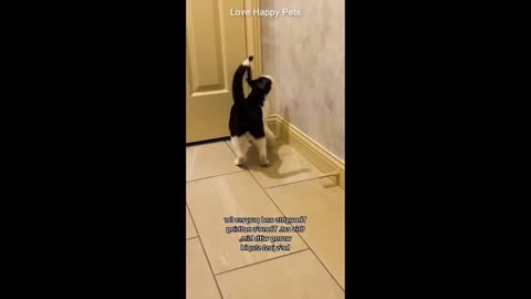 CAT ATTEMPTS TO SCAPE..Cute Animals Have Fun And Make Us Laugh 😂 Compilation 2022