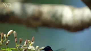 The Smallest Bird in the World That Beats the Speed ​​of the Space Shuttle | Sword Billed