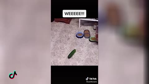 Funny cat reactions to unexpected objects