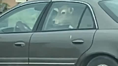 Car with a Cow in the Backseat