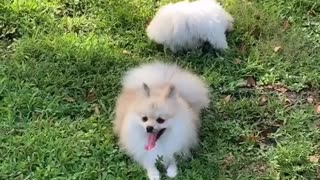 Pomeranian Puppy Tired From Playing