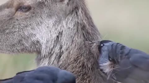 These birds are jackdaws, and they’re taking the deer’s fur to use as nest material.#animal