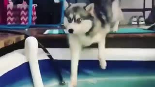 The husky jumps into the pool to take a bath